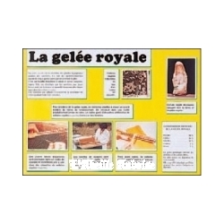POSTER - PLANCHE D'INFORMATION COULEUR - GELEE ROYALE