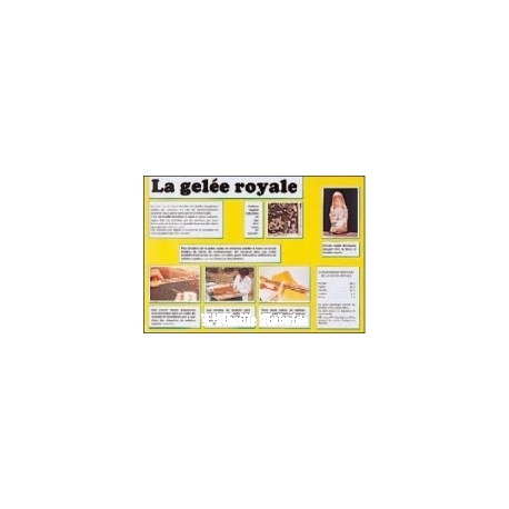 POSTER - PLANCHE D'INFORMATION COULEUR - GELEE ROYALE