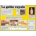 POSTER - PLANCHE D'INFORMATION COULEUR - GELEE ROYALE