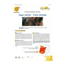 LIVRET - FRELON ASIATIQUE BIOLOGIE (O.P.I.D.A.)