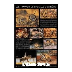 AFFICHE - ABEILLE OUVRIERE