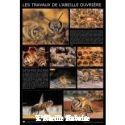 AFFICHE - ABEILLE OUVRIERE