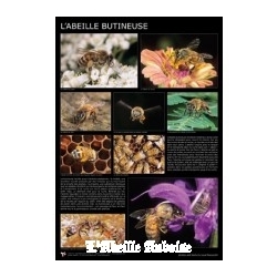 AFFICHE - ABEILLE BUTINEUSE