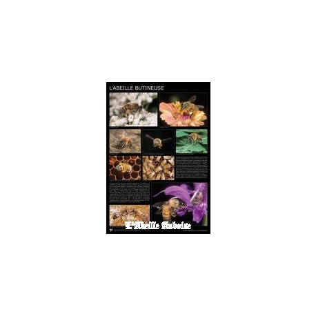 AFFICHE - ABEILLE BUTINEUSE