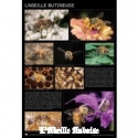 AFFICHE - ABEILLE BUTINEUSE