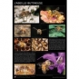AFFICHE - ABEILLE BUTINEUSE