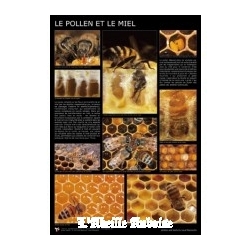 AFFICHE - POLLEN ET MIEL