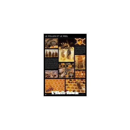 AFFICHE - POLLEN ET MIEL
