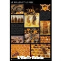 AFFICHE - POLLEN ET MIEL