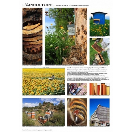 AFFICHE - L'APICULTURE