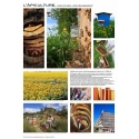 AFFICHE - L'APICULTURE