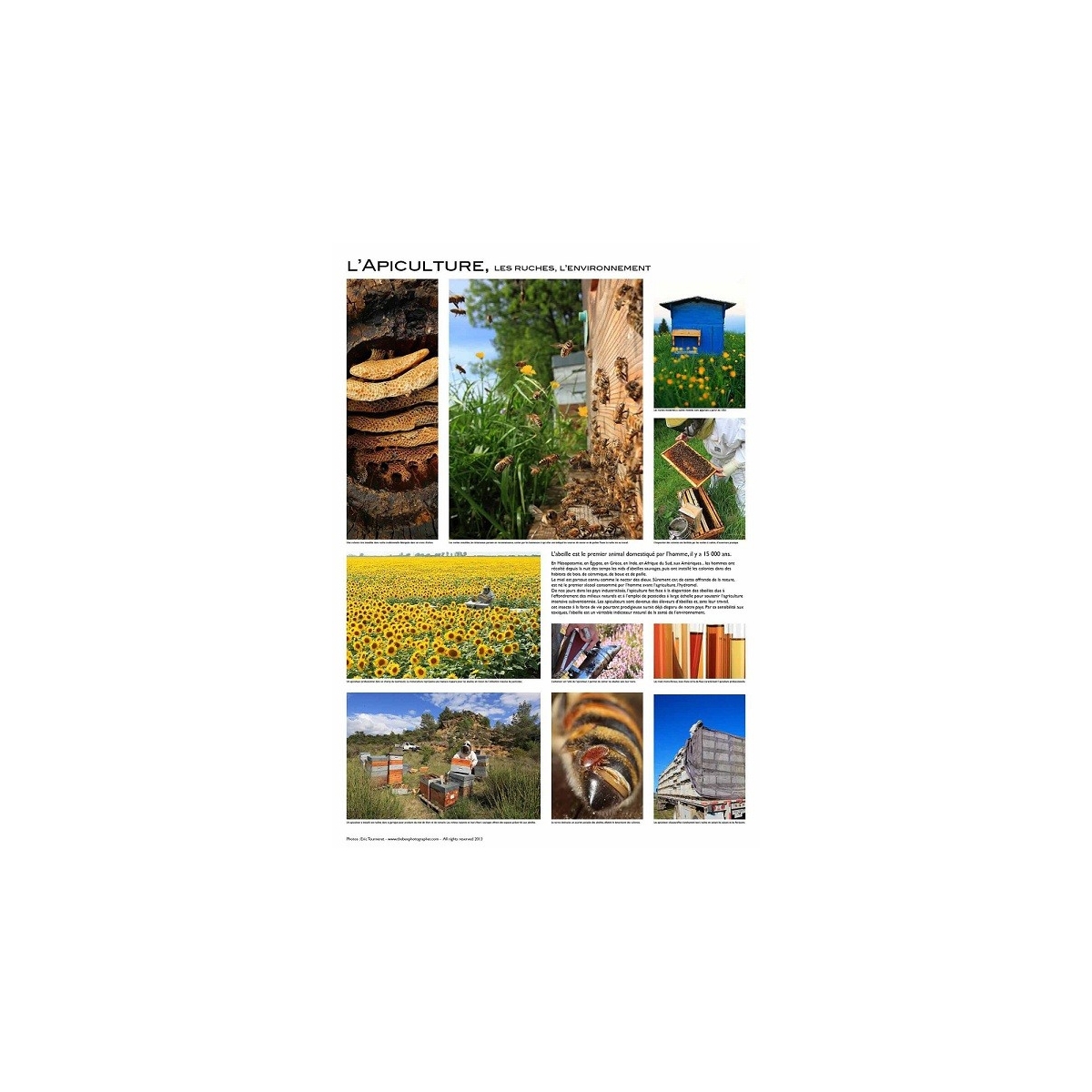AFFICHE - L'APICULTURE
