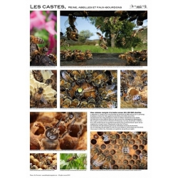 AFFICHE - LES CASTES