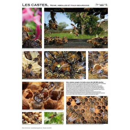 AFFICHE - LES CASTES