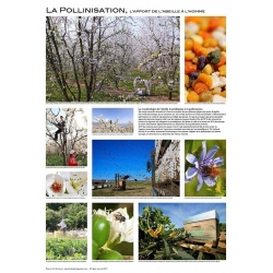 AFFICHE - LA POLLINISATION