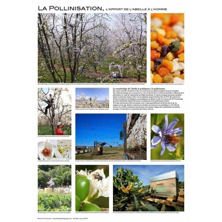 AFFICHE - LA POLLINISATION