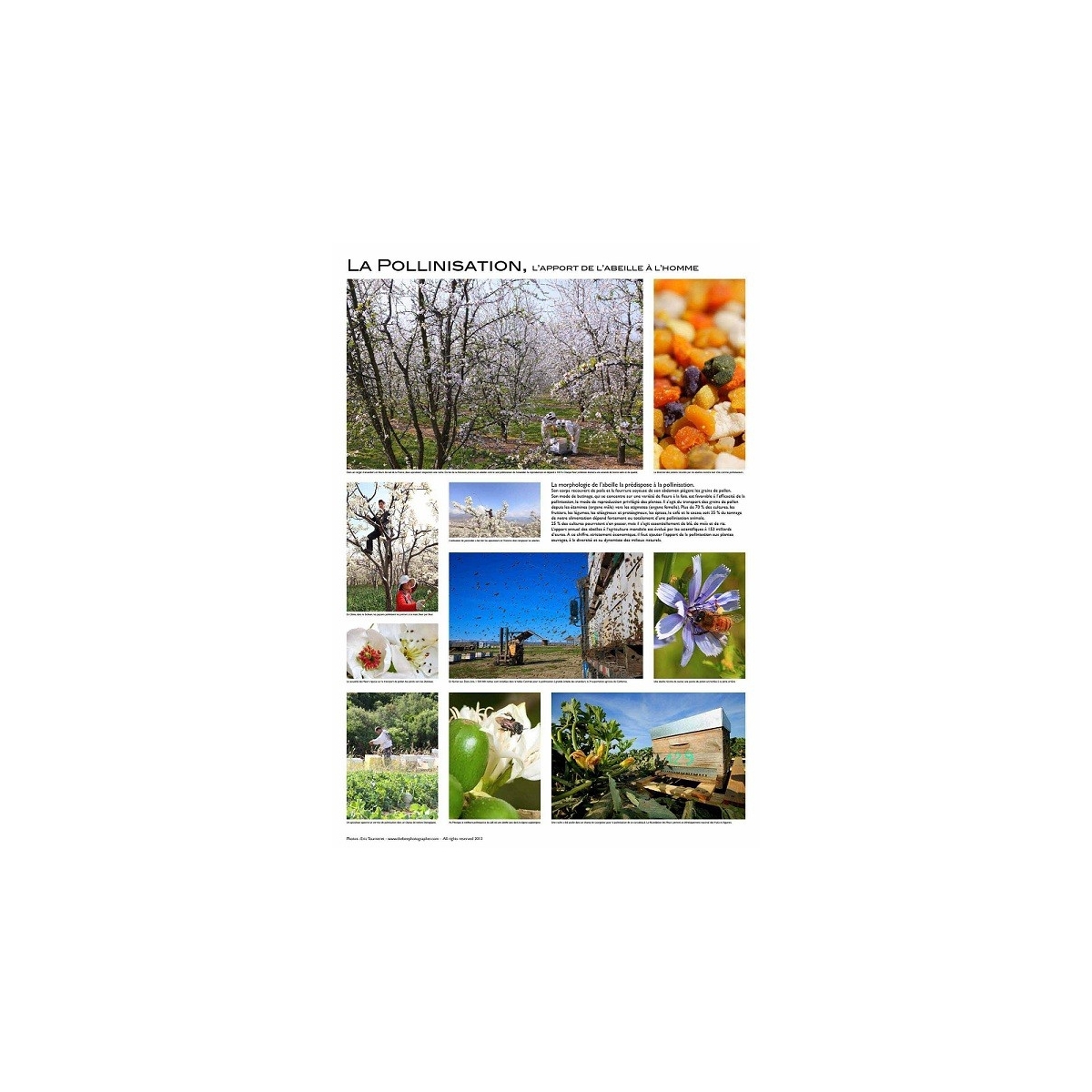 AFFICHE - LA POLLINISATION