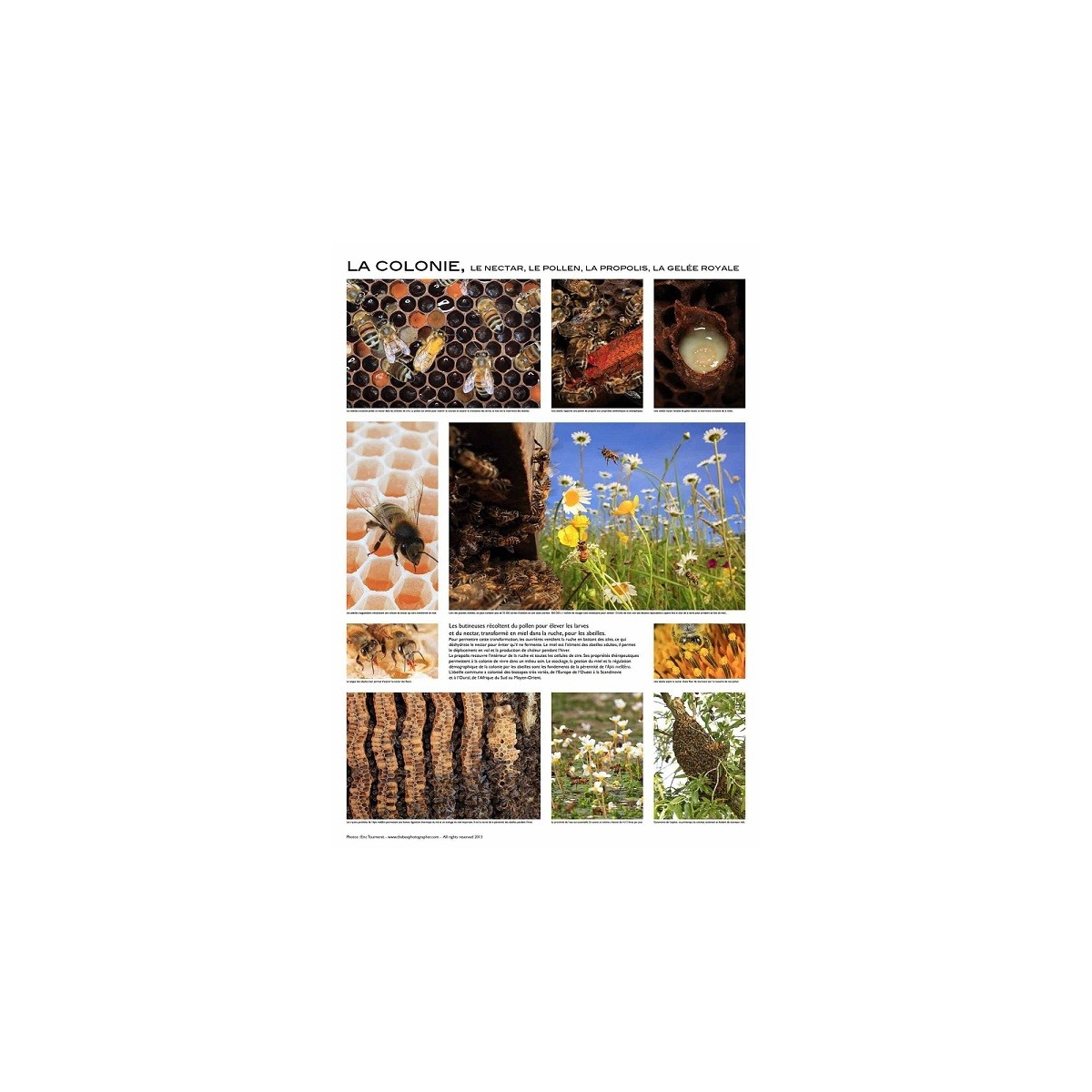 AFFICHE - LA COLONIE