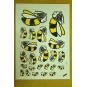 AUTOCOLLANTS ABEILLES (sachet de 23)