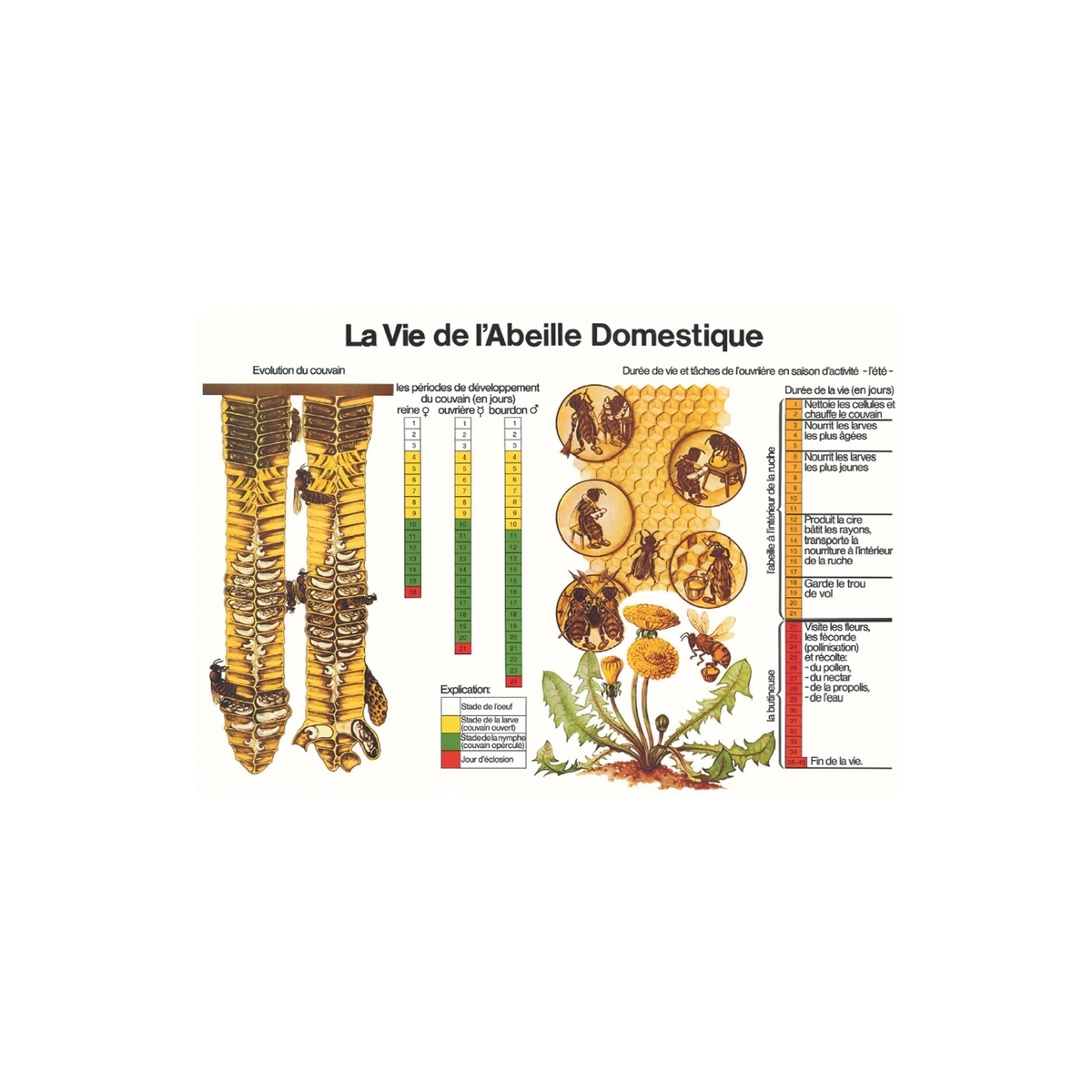 POSTER - LA VIE DE L'ABEILLE DOMESTIQUE