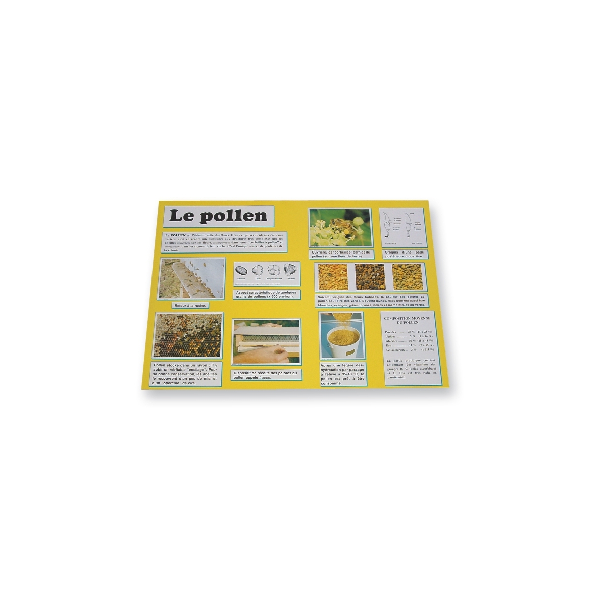POSTER - PLANCHE D'INFORMATION COULEUR - POLLEN